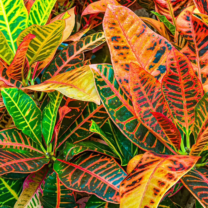 Croton Petra 6"-6.5"