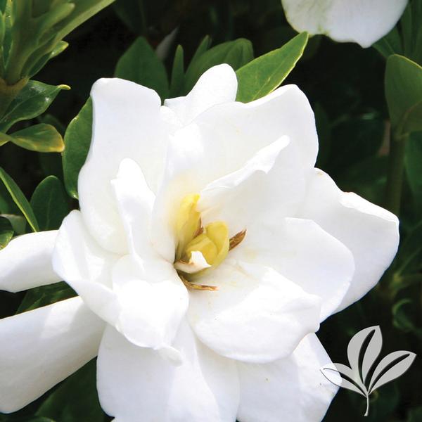 Shrub gardenia Jubilation 3 DP
