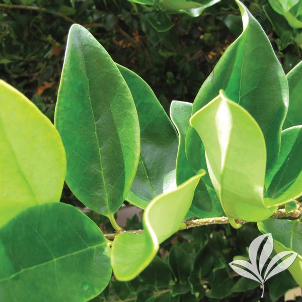 Ligustrum Premium Assrt 3G