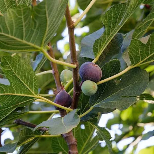 3 Gal. Tree Fig Assorted