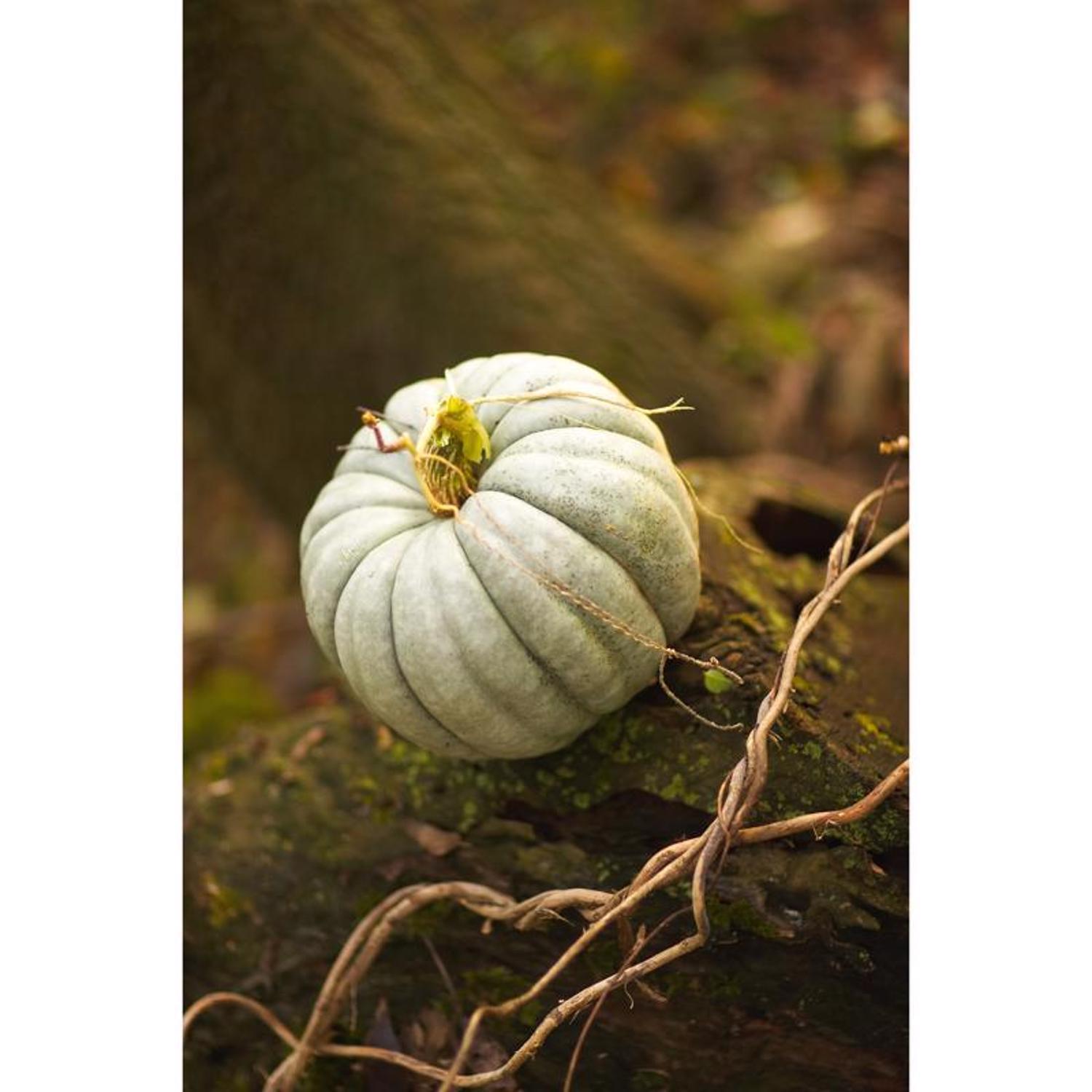 Frey Farms Sarah's Home Grown Autumn Couleur Pumpkin