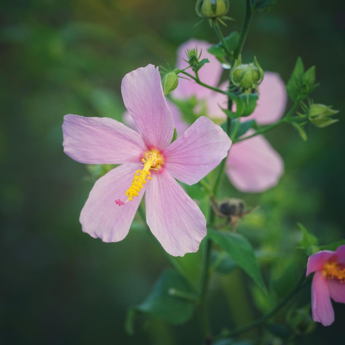 Virginia saltmarsh mallow Plant (Kosteletzkya pentacarpos) - 1G
