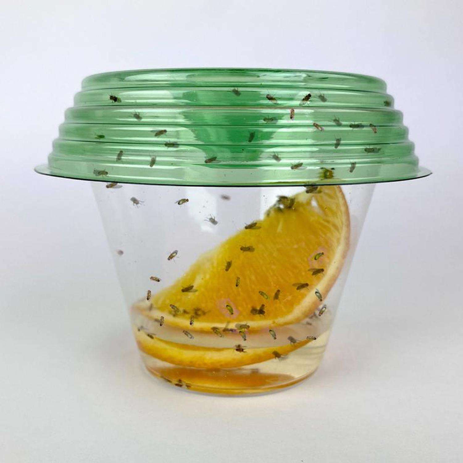 Billy Bob Fly-Lid Fly Trap