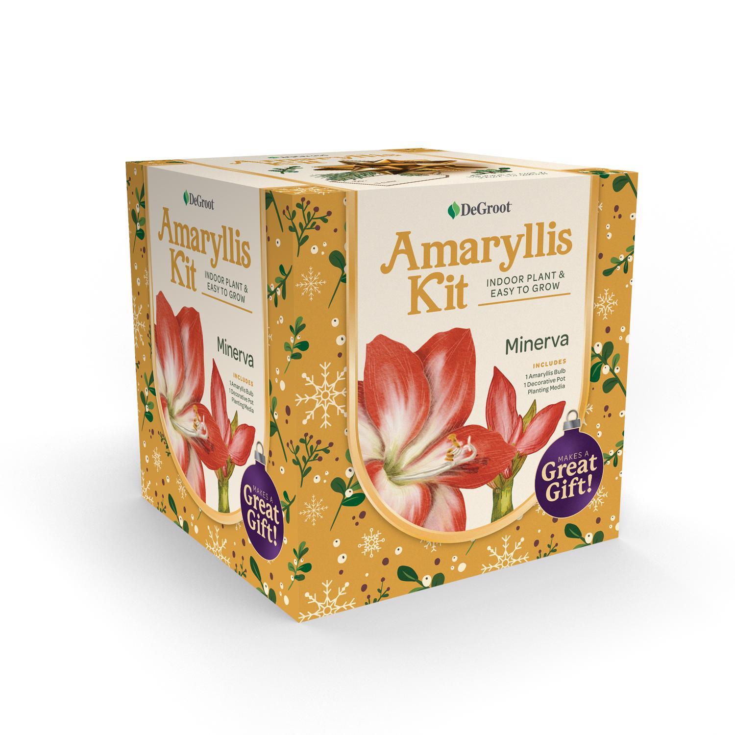 DeGroot Amaryllis Gift Box Bulb Kit 1 pk (ASSORTED COLORS)