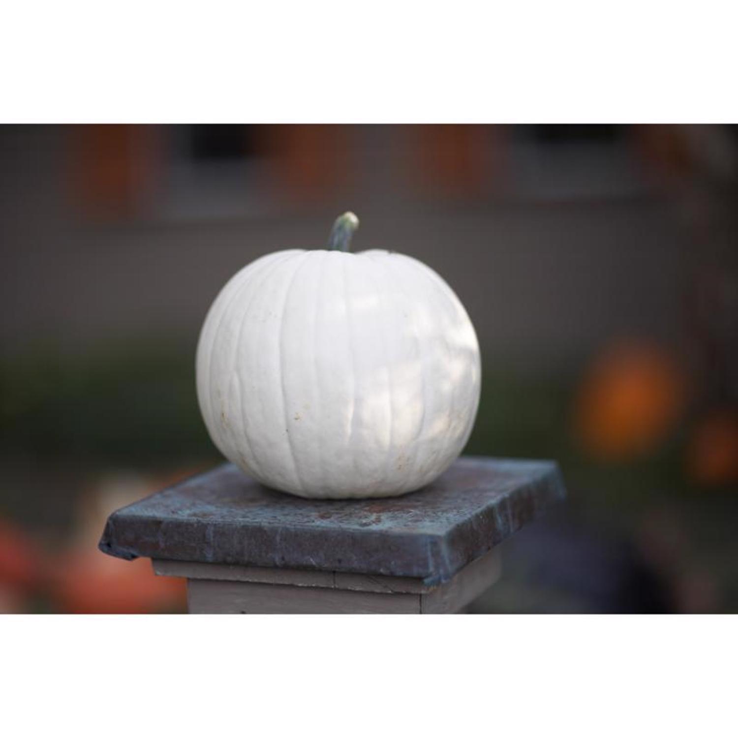 Frey Farms Sarah's Home Grown White Pumpkin