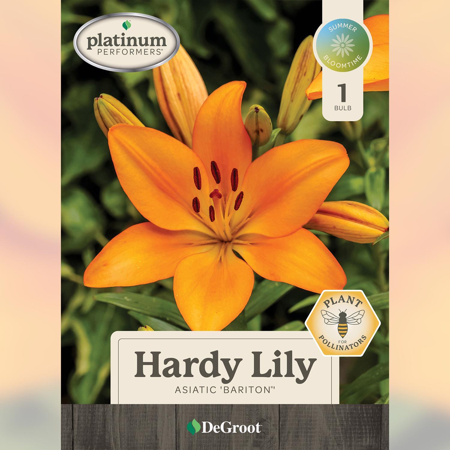 Plant DeGroot Lily Bulb Asiatic Britn Mixed 14-16CM 1pk