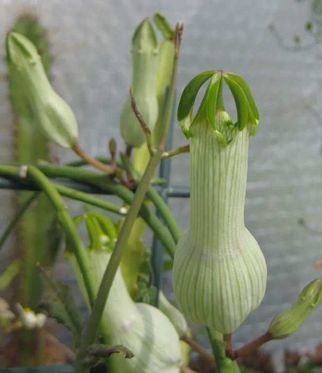 Plant Succulent Ceropegia Ampliata 1G