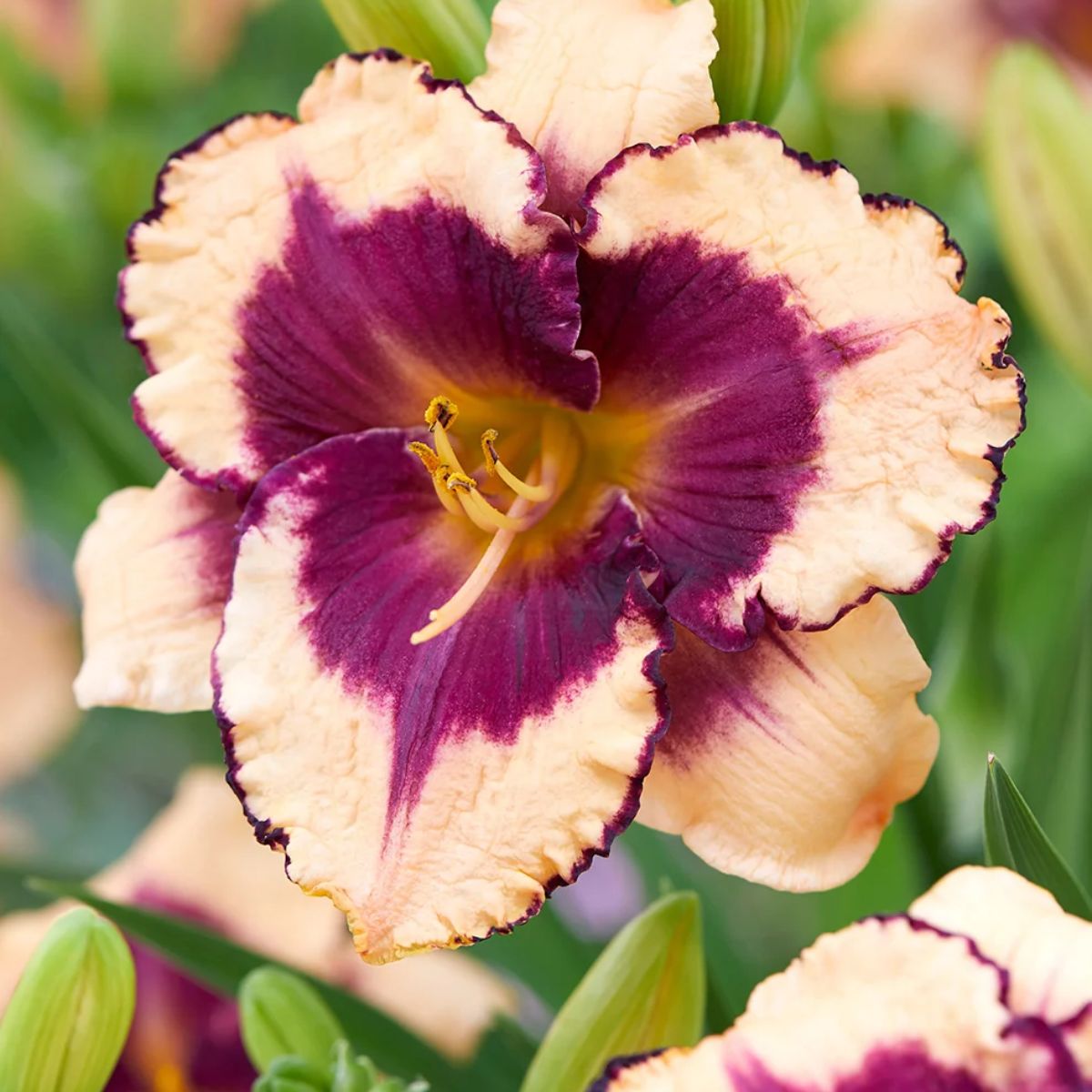 Tropical Daylily Assortment 3G