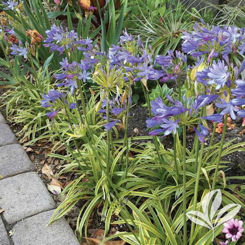 Tropical Lily of Nile Stnd 3ga