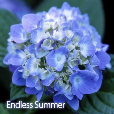 Hydrangea Plant Assorted 3 Gallon