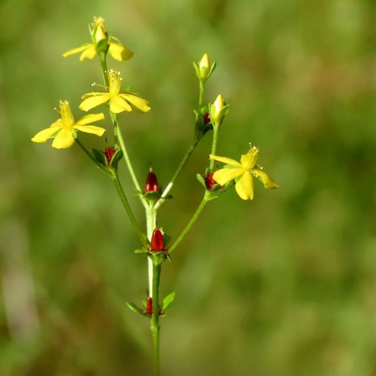 Plant Roundpod St. Johnswort - 1 Gallon Pot
