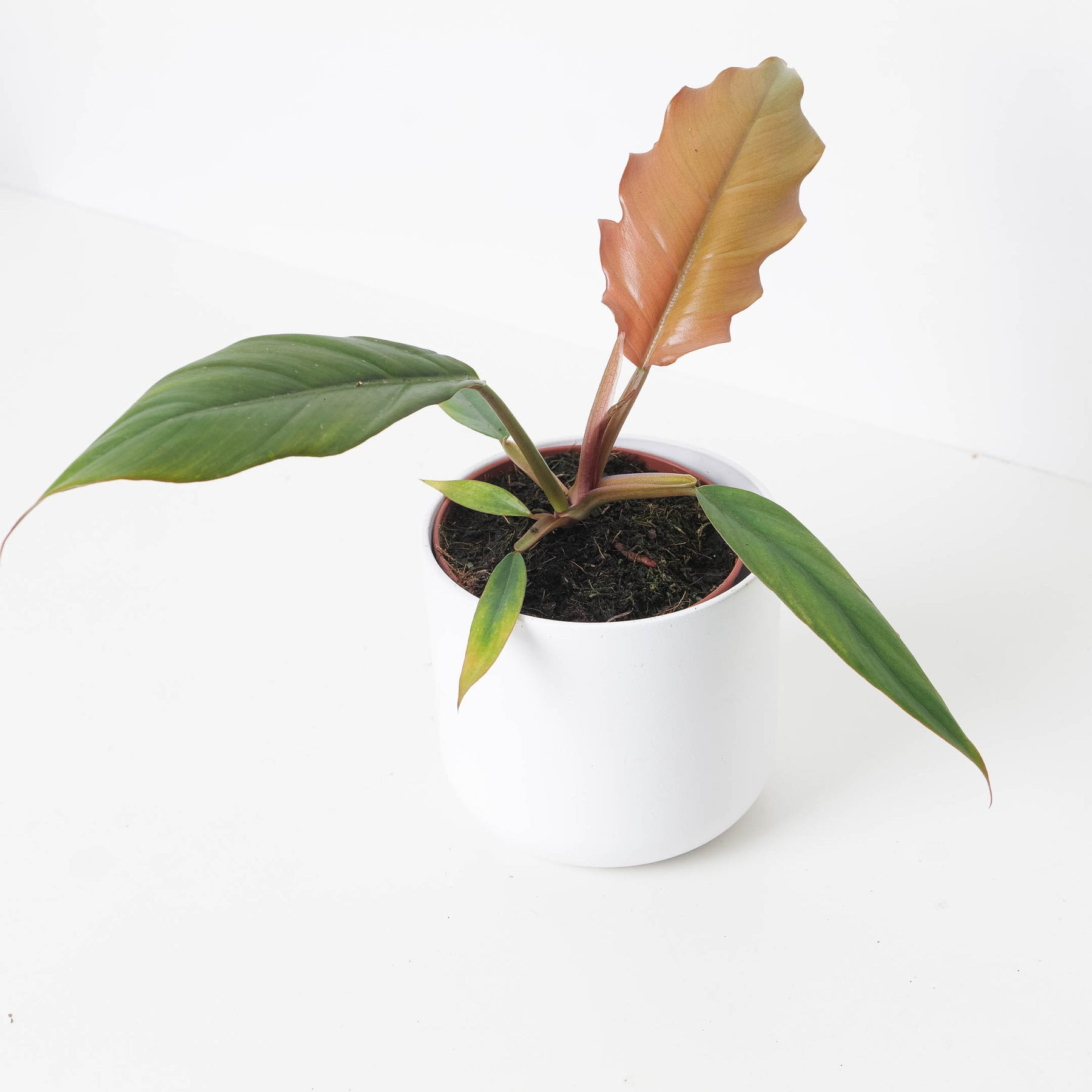 Plant Philodendron 1G Caramel Pluto
