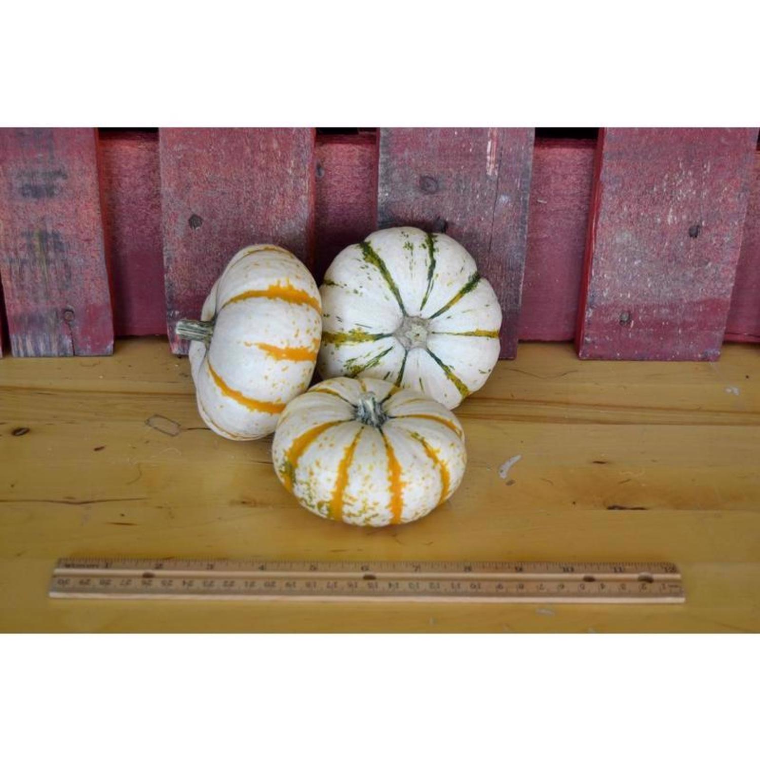 Frey Farms Sarah's Home Grown Orange Mini Pumpkins 3