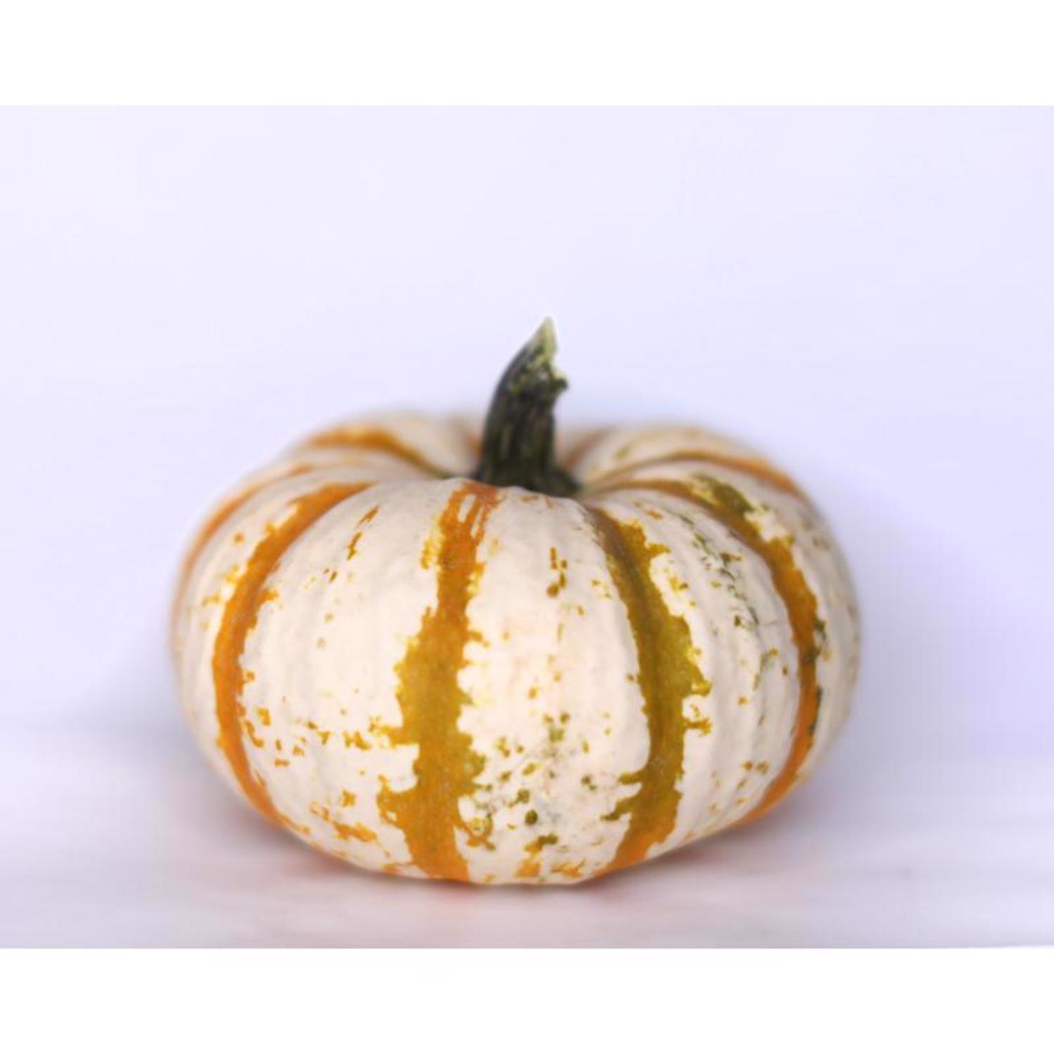 Frey Farms Sarah's Home Grown Assorted Pumpkins and Gourds 6