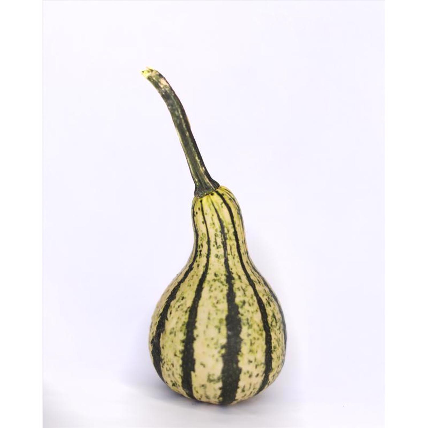 Frey Farms Sarah's Home Grown Assorted Pumpkins and Gourds 6