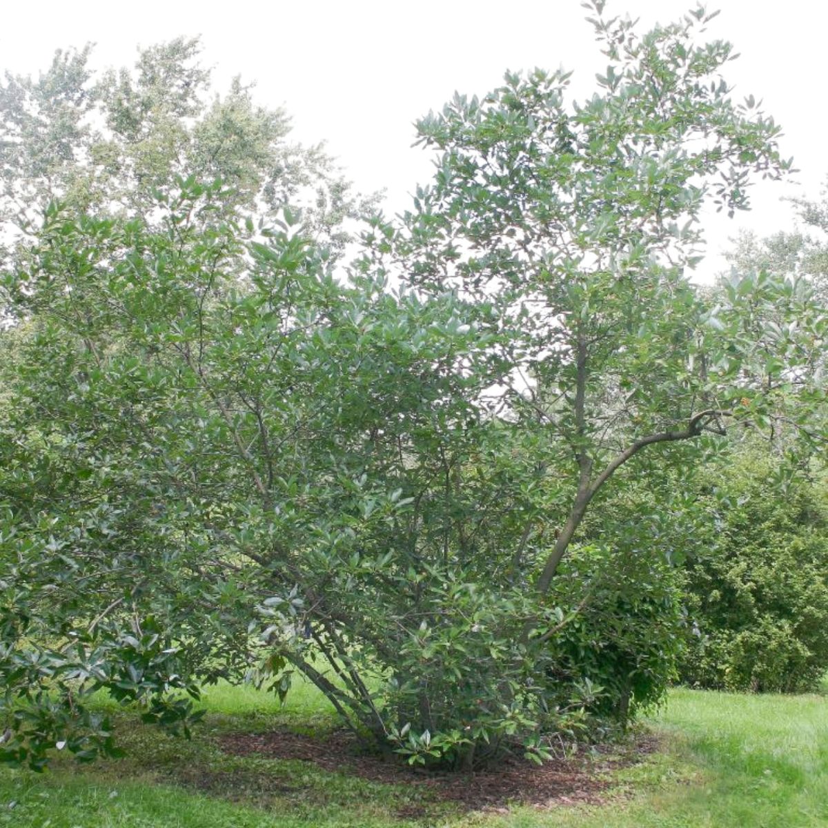 Tree Sweetbay Magnolia - 3 Gallon Pot