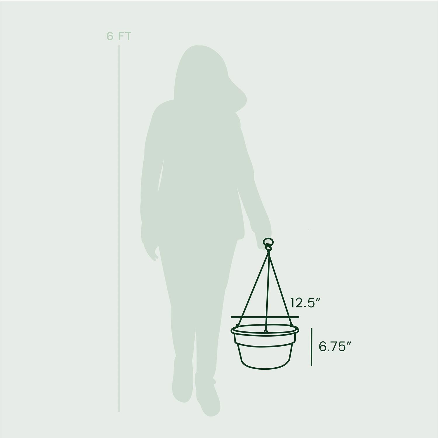 Bloem Dura Cotta 6.8 in. H X 12.5 in. W X 12.4 in. D Resin Hanging Basket Chocolate