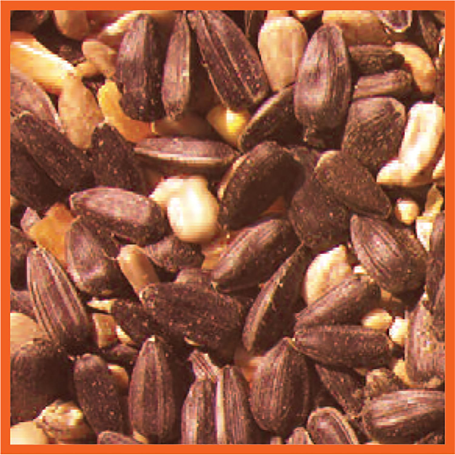 Cole's Blazing Hot Blend Assorted Species Black Oil Sunflower Wild Bird Food 10 lb