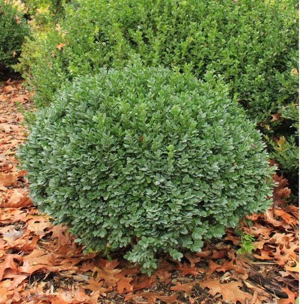 Shrub Holly Dwf Yaupon #5
