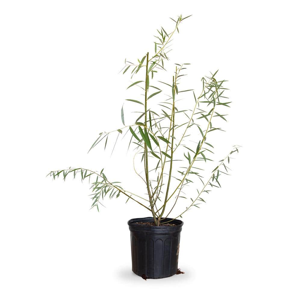 Tree Weeping Willow 5 gal