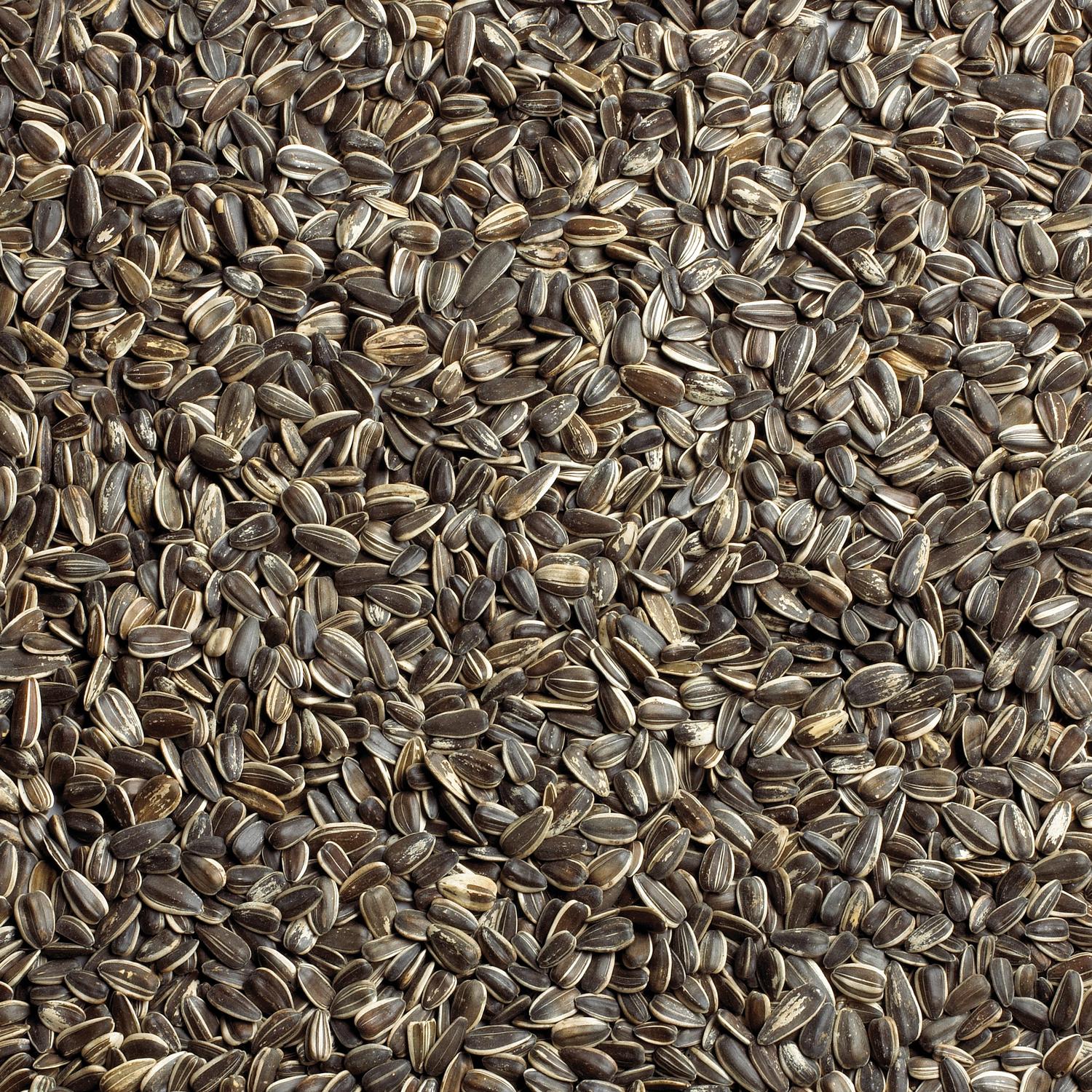 Ace Wild Bird Food 5 lb
