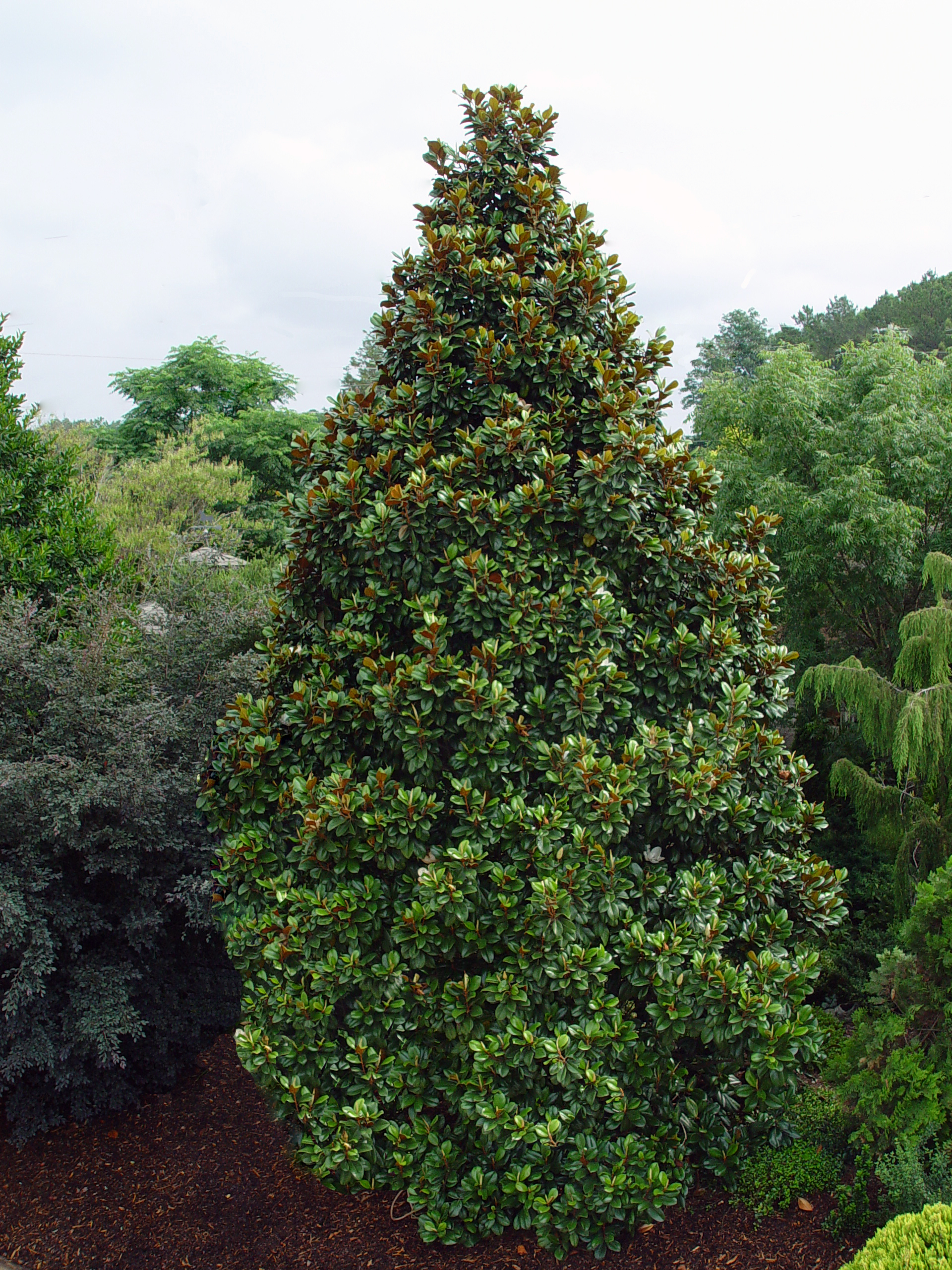 2 Gal. Magnolia Tree Assorted Varieties