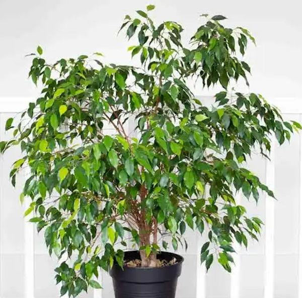 Ficus, Assorted Fig