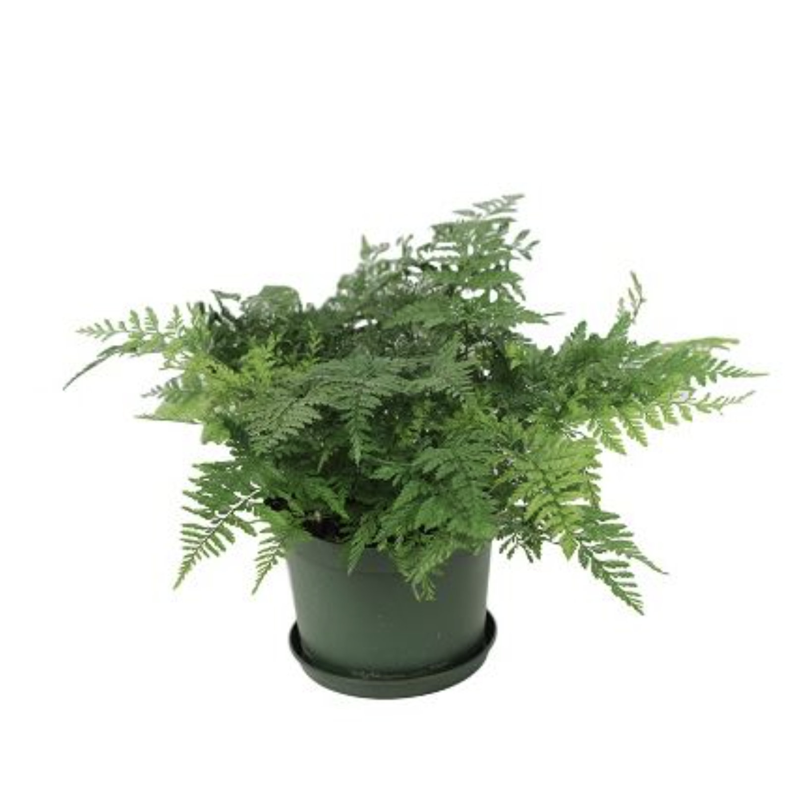 Northland Floral Fern Rabbits Foot Standard (Case of 8)