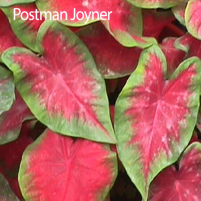 Caladium Plant 1 Gallon