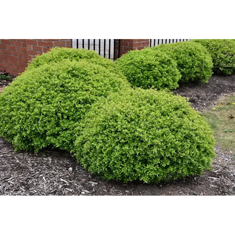 Shrub Holly Dwf Yaupon #3