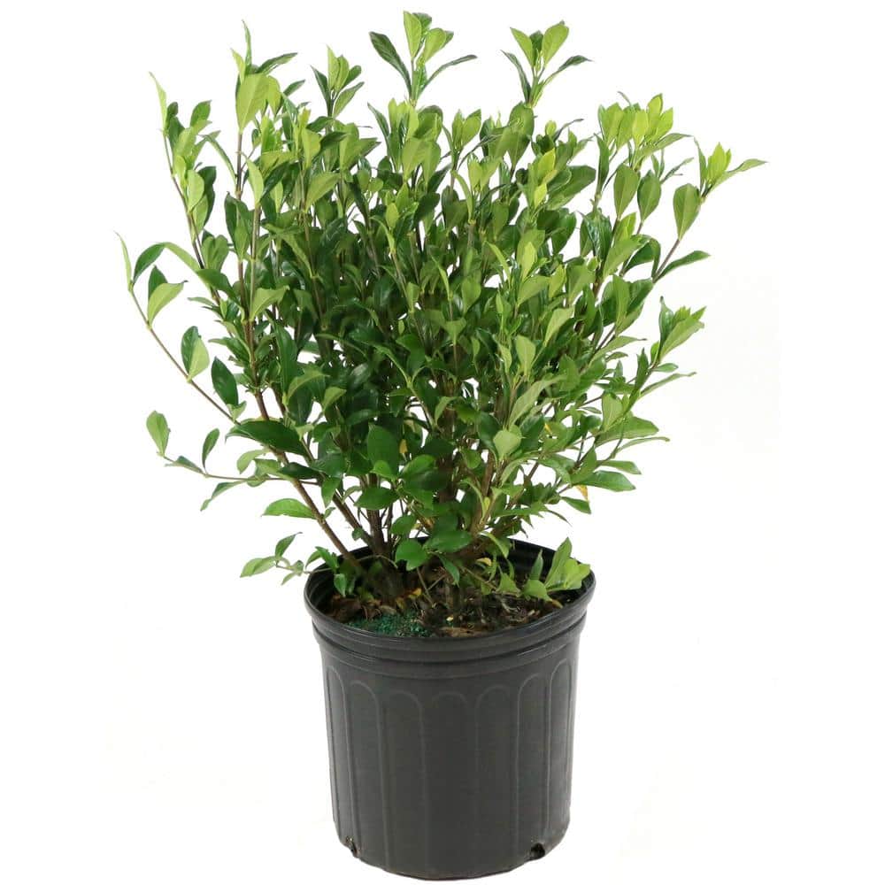 Shrub August Beauty Gardenia