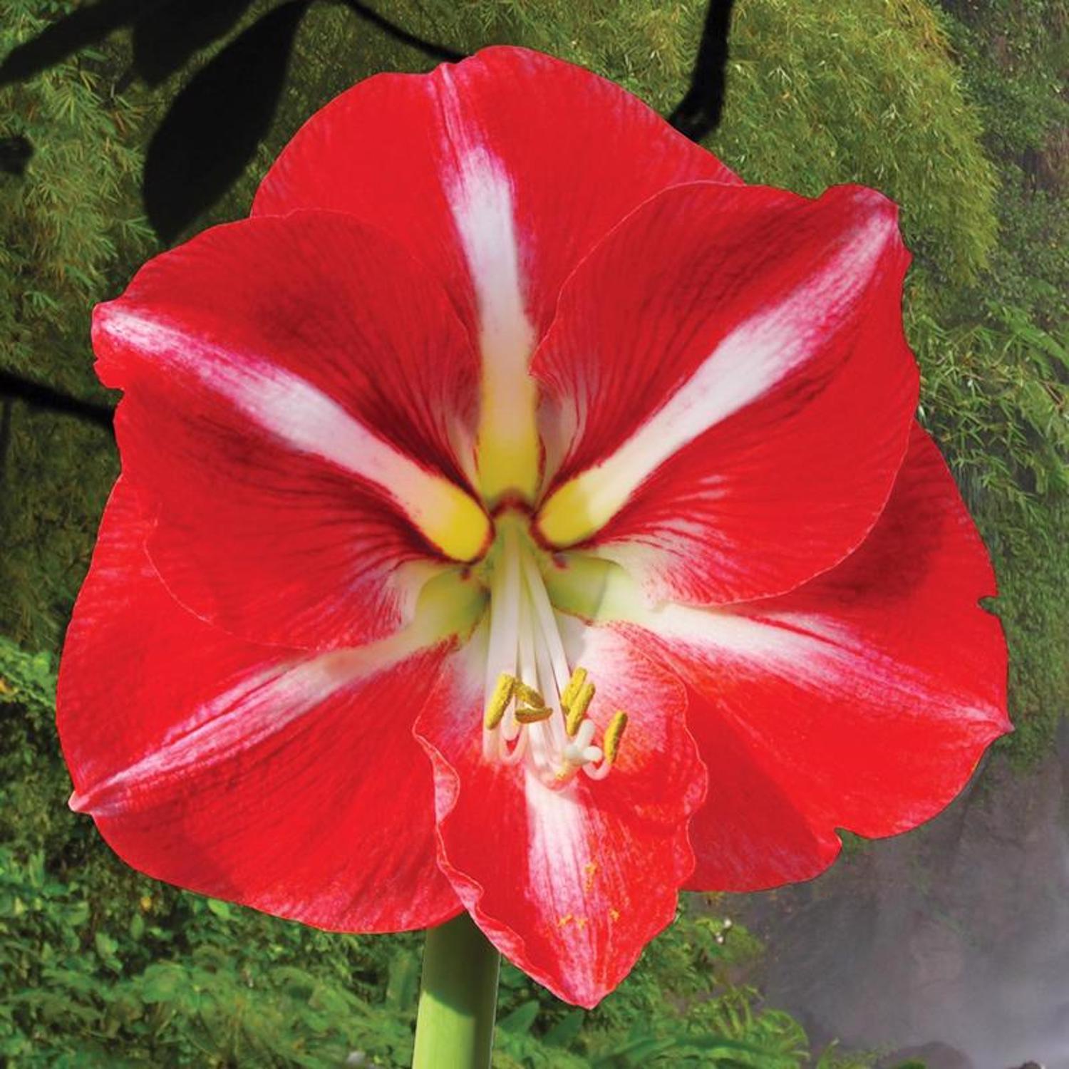 DeGroot Amaryllis Gift Box Bulb Kit 1 pk (ASSORTED COLORS)