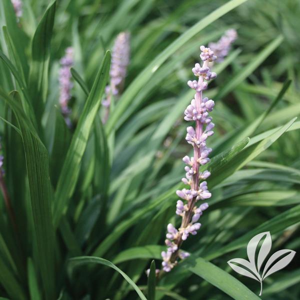 Liriope Assrt 1G