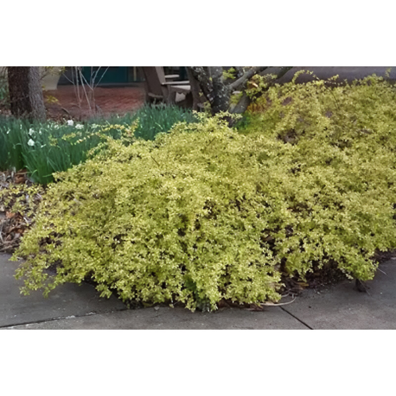 Plant Abelia 3G Twist Of Lime