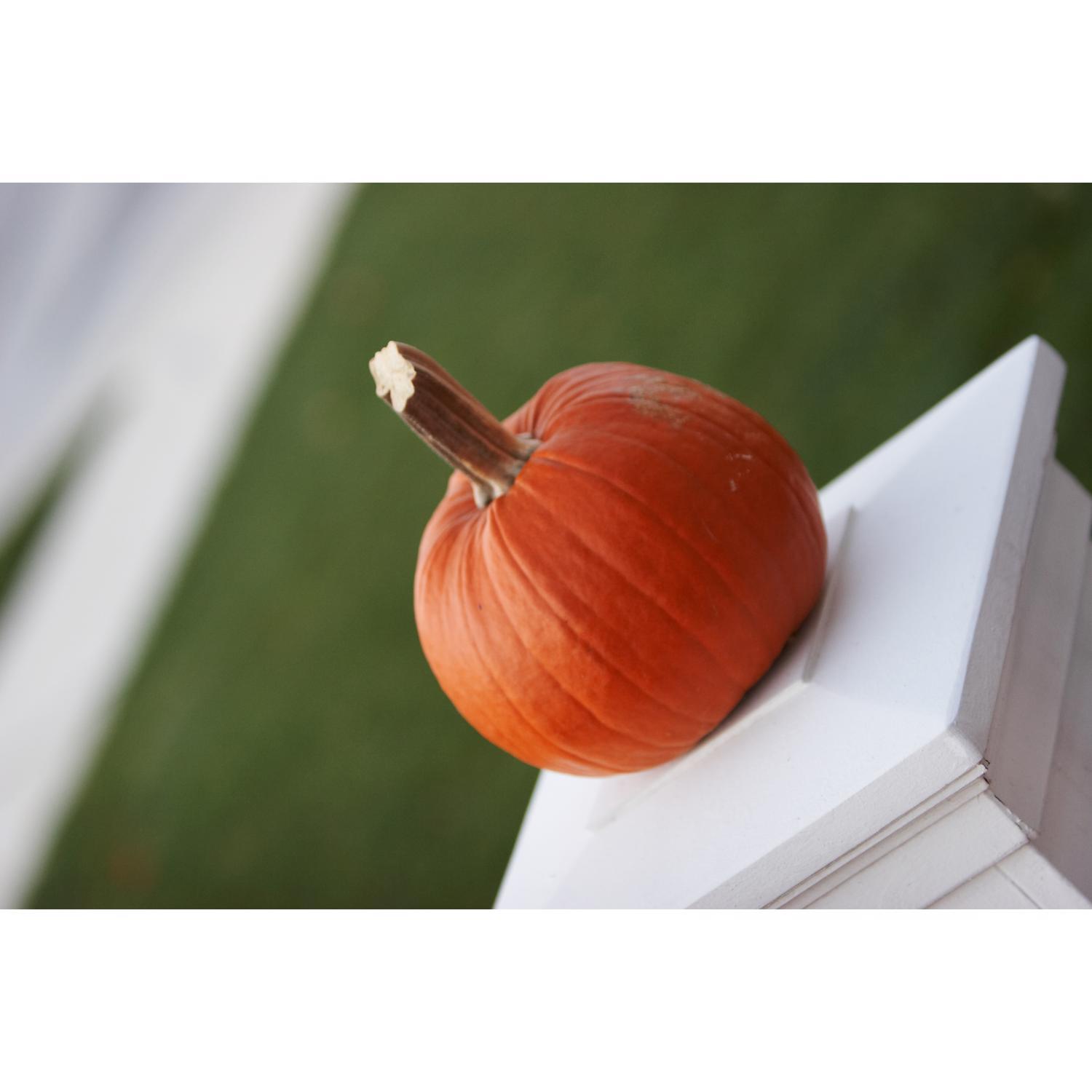 Frey Farms Sarah's Home Grown Orange Pumpkin