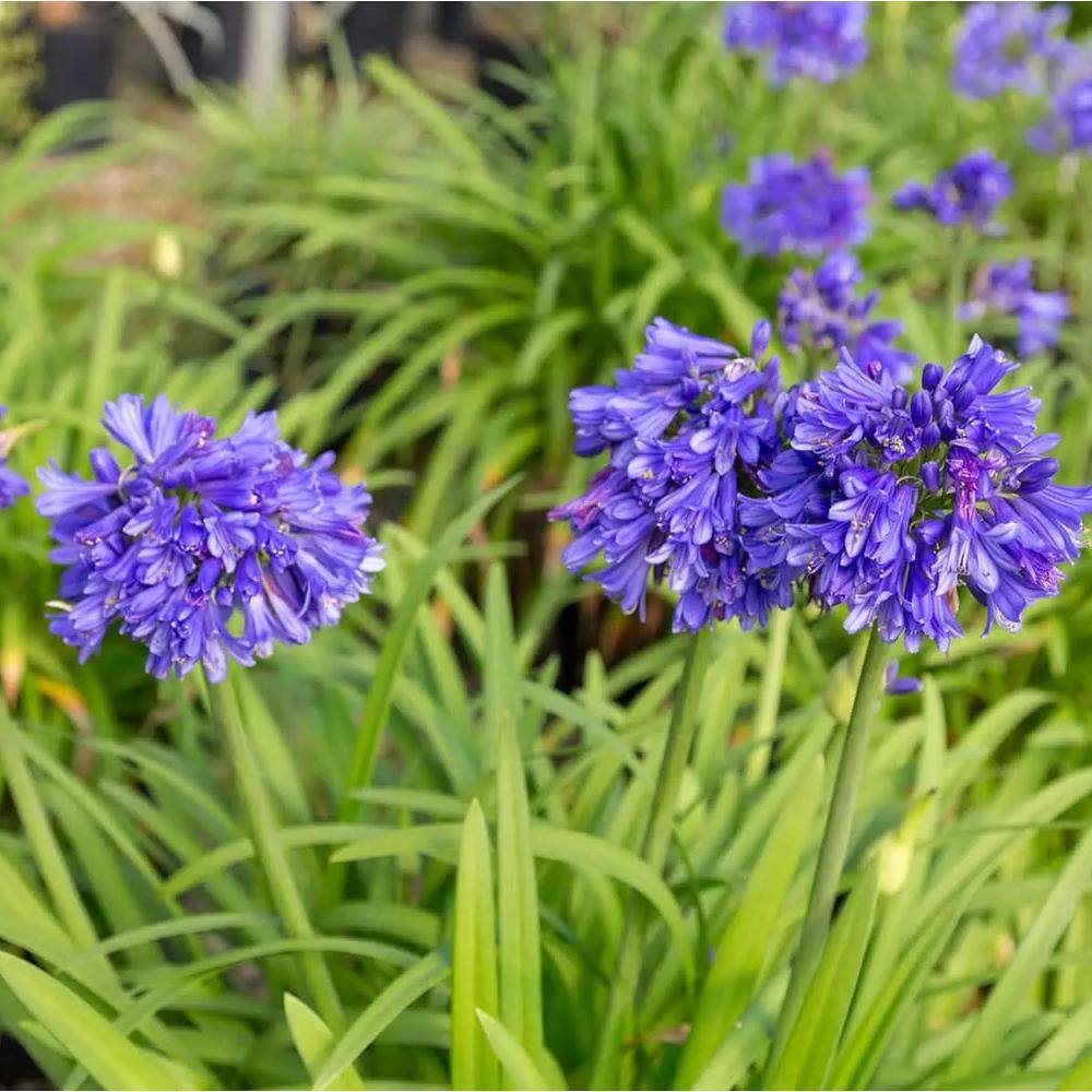 Ever Midnight Agapanthus (Lily of the Nile) with Dark Blue Flowers, Live Perennial Plant
