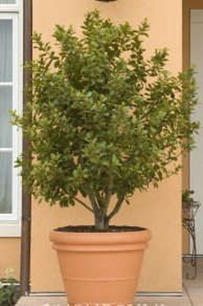 1 Gal. Plant Bay Leaf