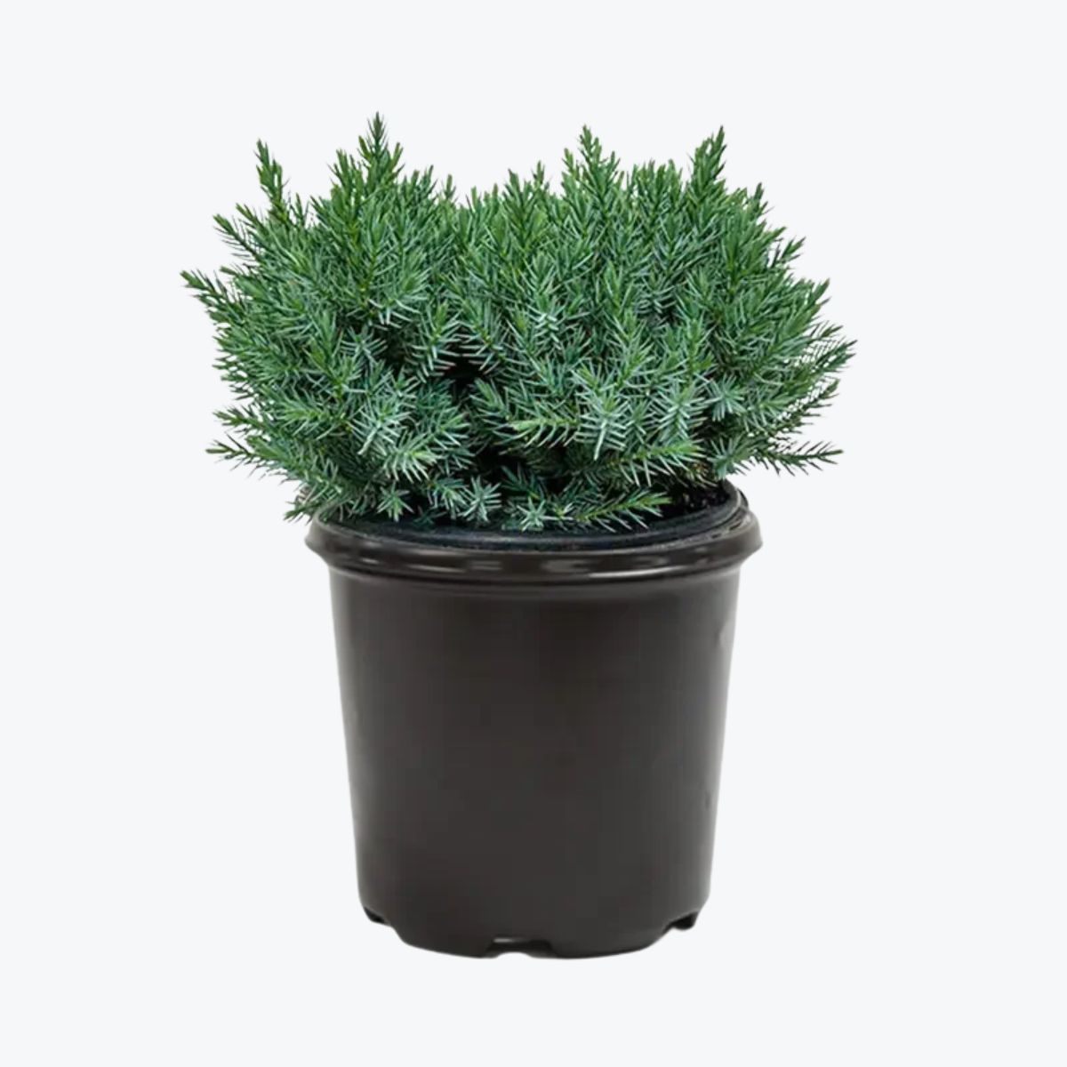 Plant Juniper Asst. 3 gallon