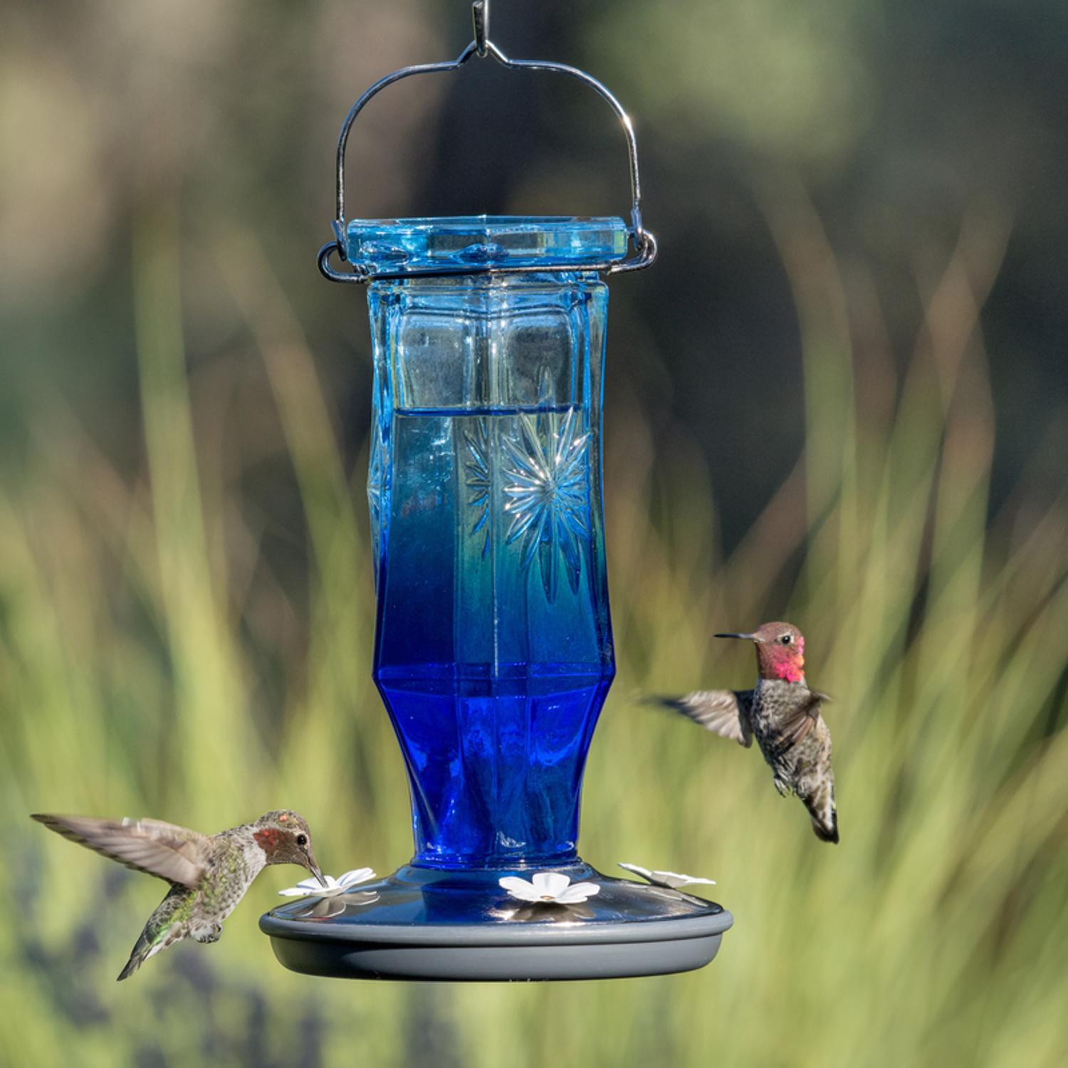 Perky-Pet Hummingbird 16 oz Glass/Metal Sapphire Starburst Vintage Nectar Bird Feeder 4 ports
