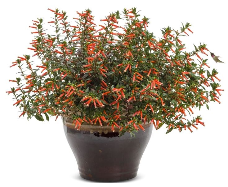 Plant Vermillionaire Cuphea 2g