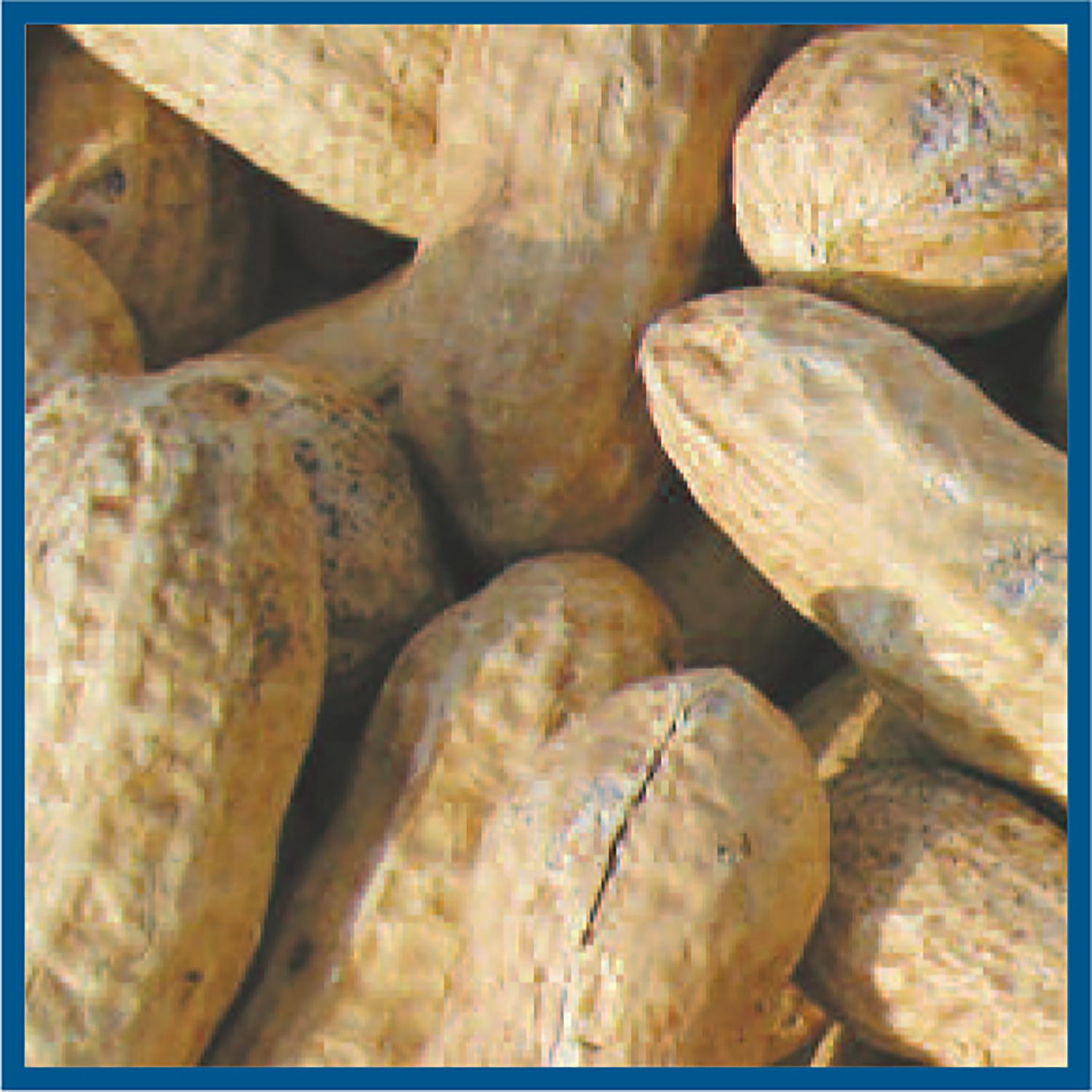 Cole's Assorted Species Whole Peanuts Wild Bird Food 2.5 lb