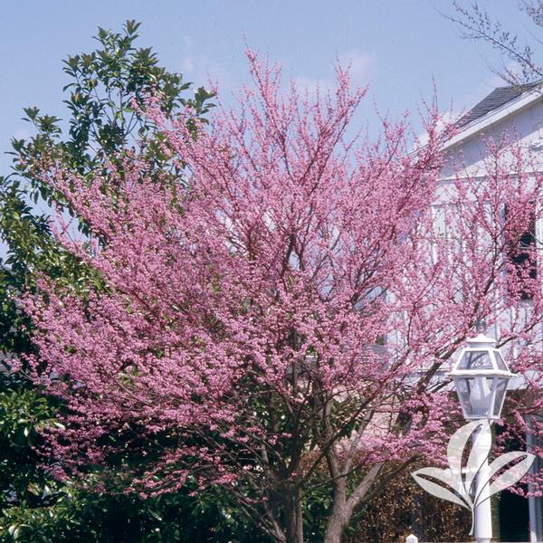 Tree Redbud Assorted 7G