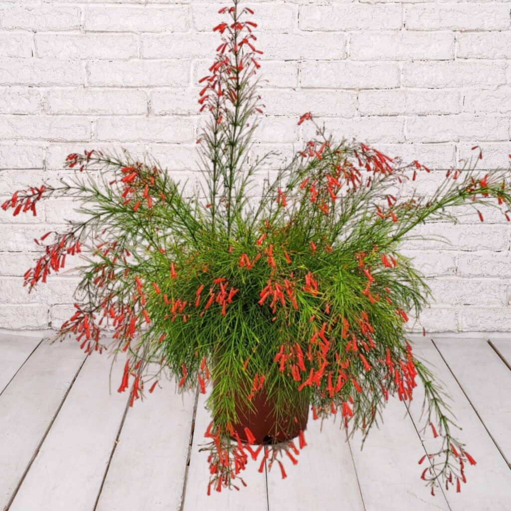 10in TC FIRECRACKER BUSH
