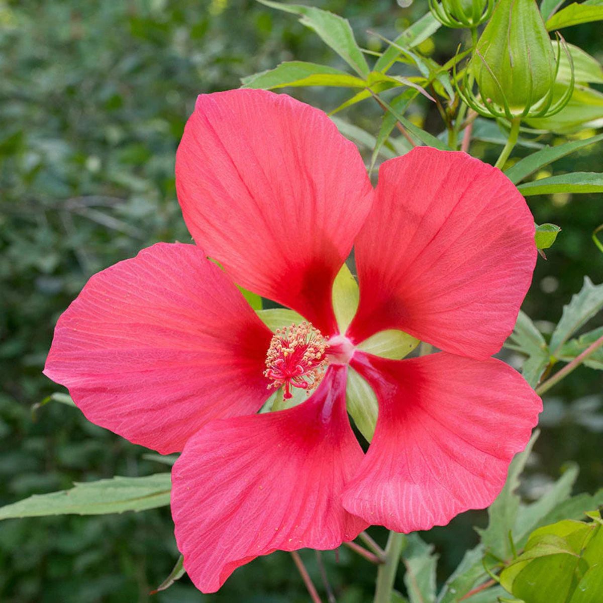 Hibiscus - Texas Star Plant 1G