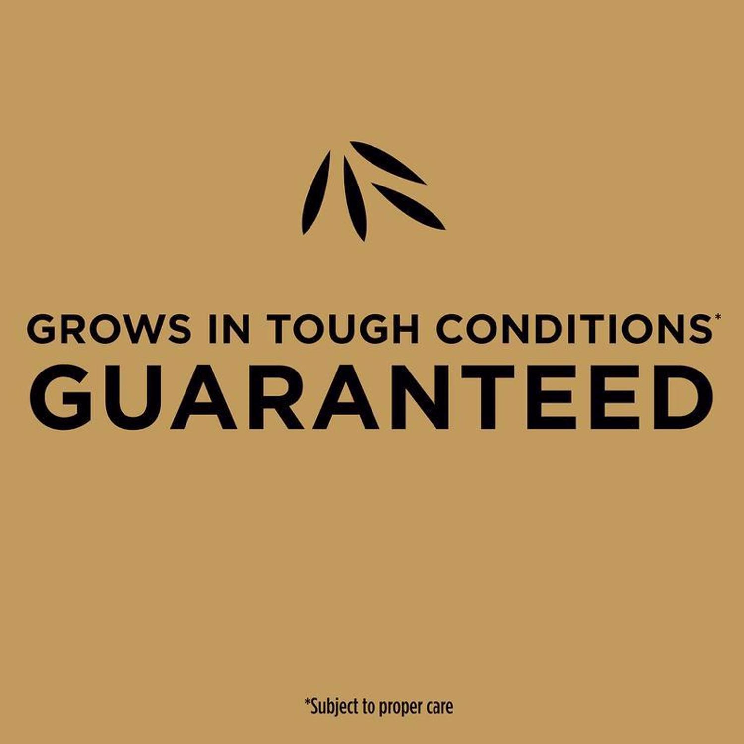 Scotts EZ Seed Bermuda Grass Sun or Shade Grass Spot Repair Seed 10 lb