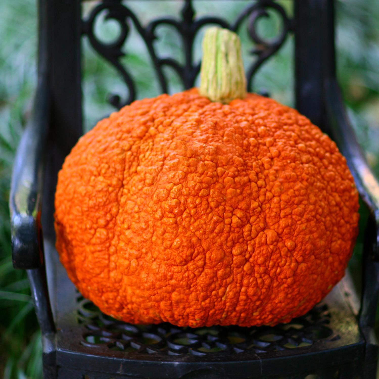 Frey Farms Sarah's Home Grown Autumn Couleur Pumpkin