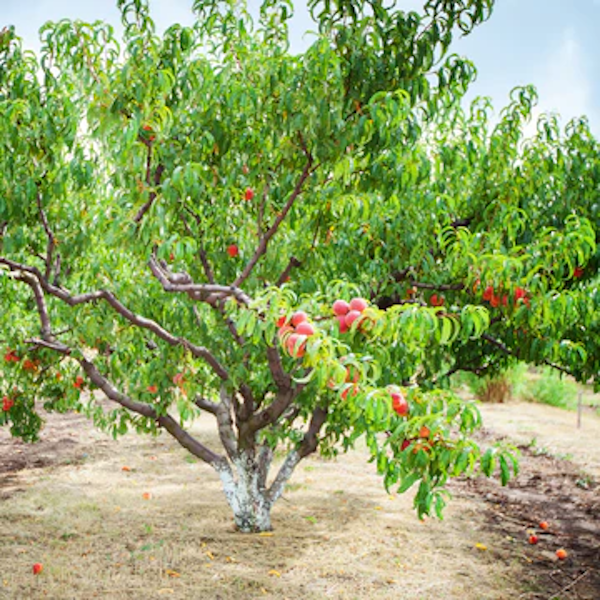 Tree Peach La Feliciana 5gal