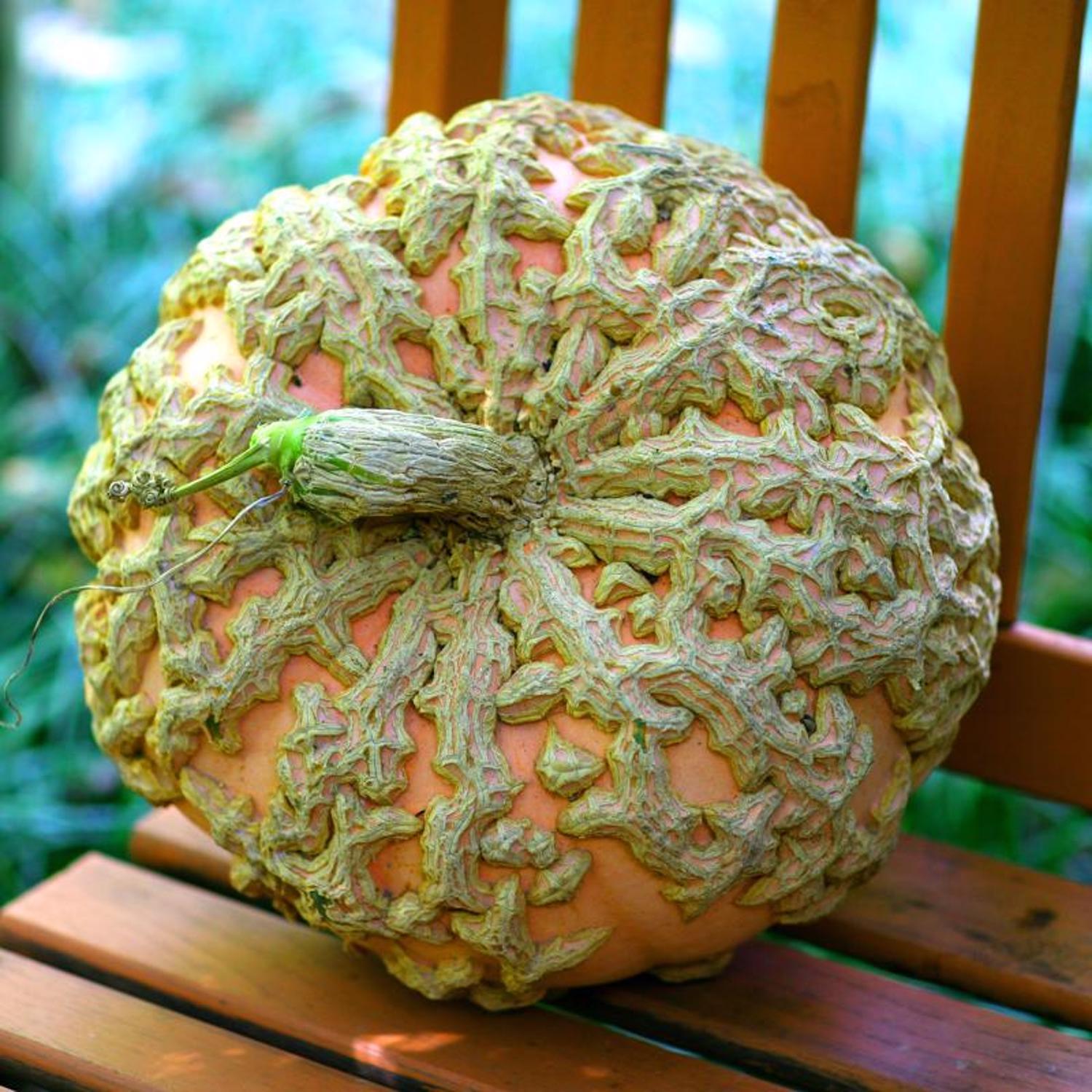 Frey Farms Sarah's Home Grown Autumn Couleur Pumpkin