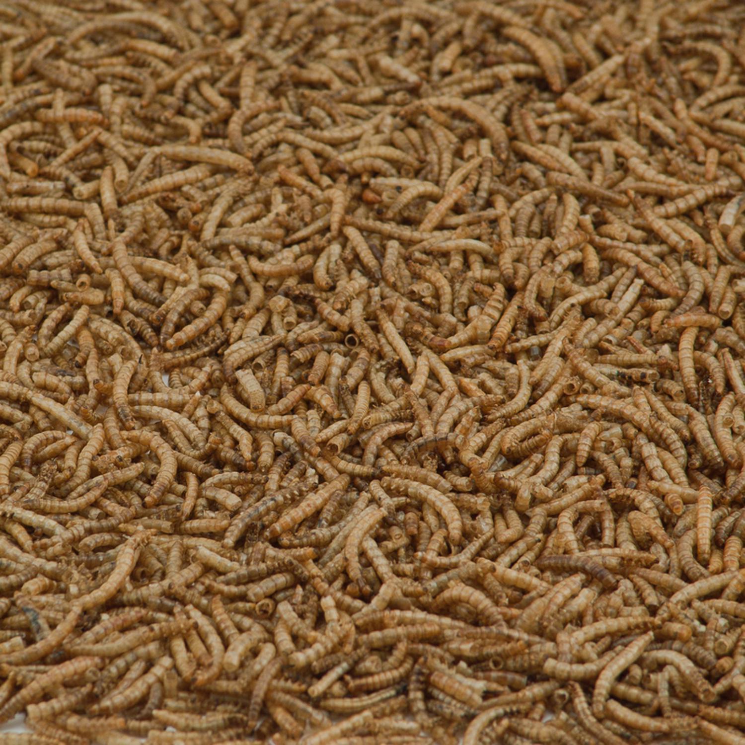 Kaytee Bluebird Dried Mealworm Mealworms 7 oz