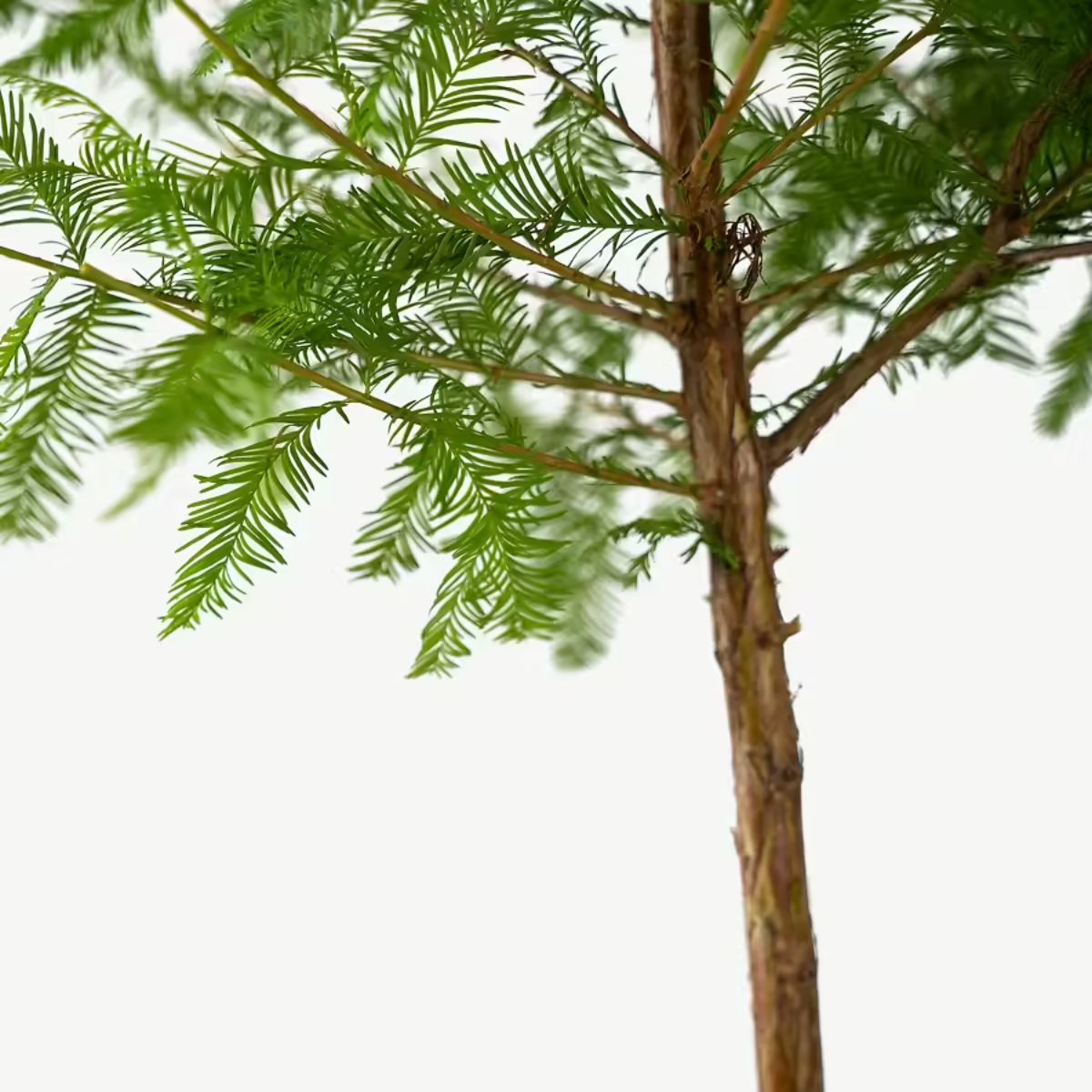 Bald Cypress Tree 15G